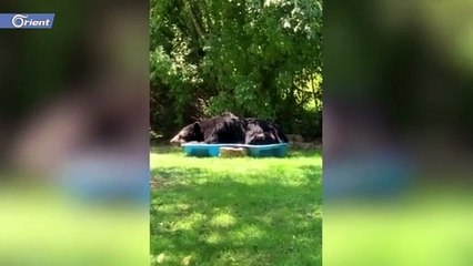 دب ضخم يدخل فناء منزل في إحدى الولايات الأمريكية