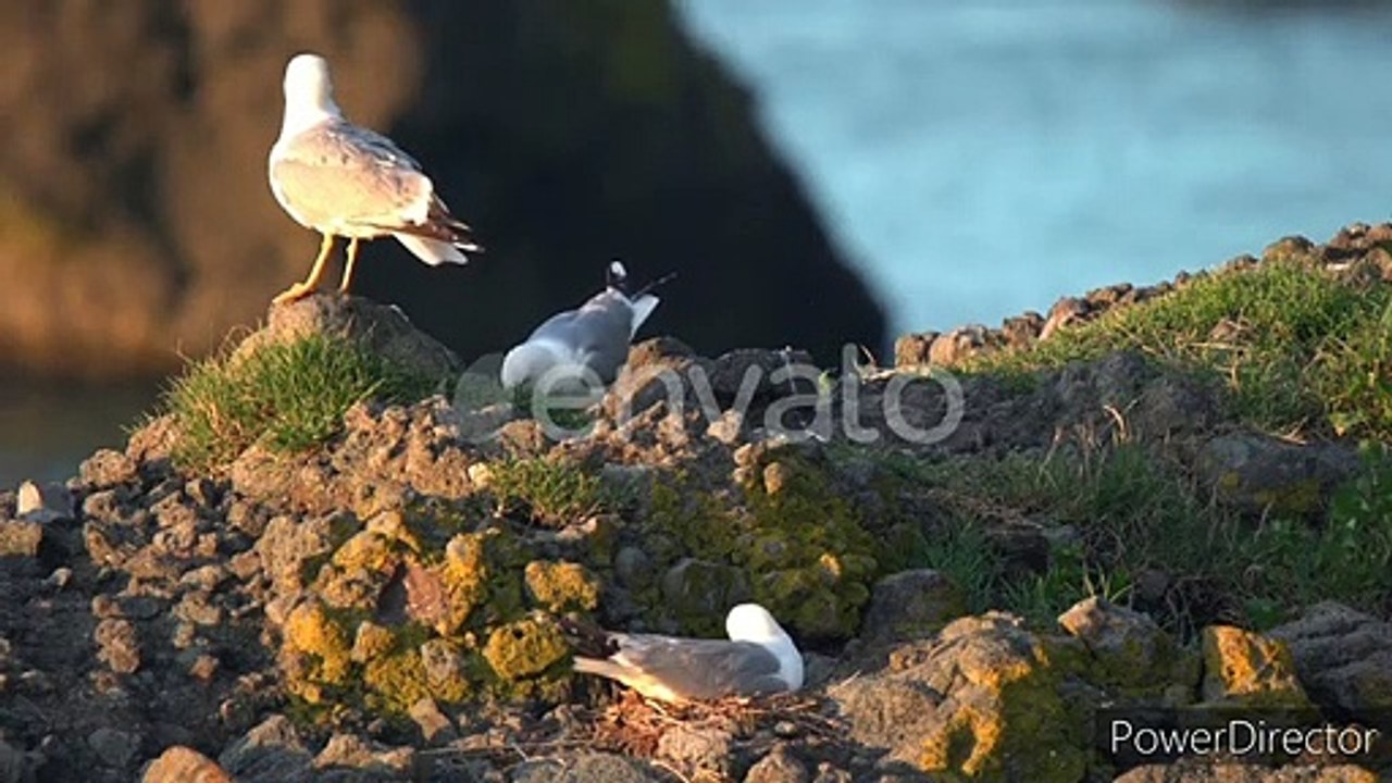 Most beautiful Bird's||beautiful natural moments||Birds