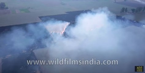 Air pollution in India- Stubble burning and vehicular exhaust are chief suspects