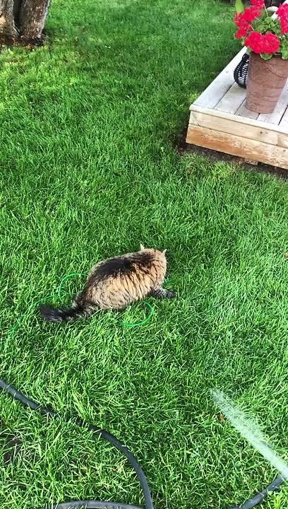 Cat Has Fun with Hose