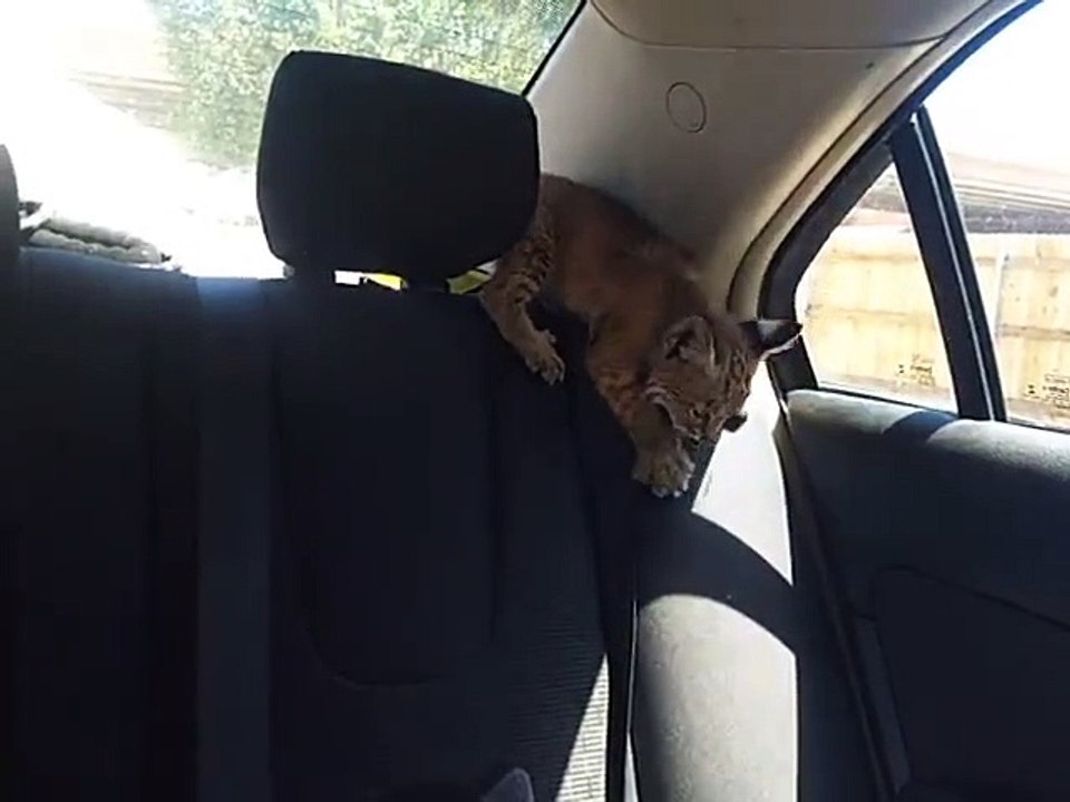 Nervous Rescued Bobcat Kitten Explores Car