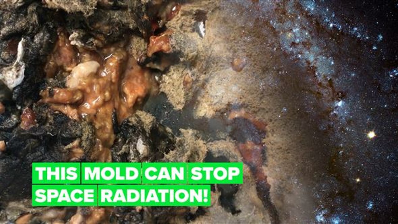 Turns out, Chernobyl’s mold could protect astronauts in space!