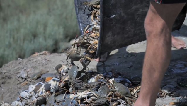 Invasive blue crab causing problems in Albania