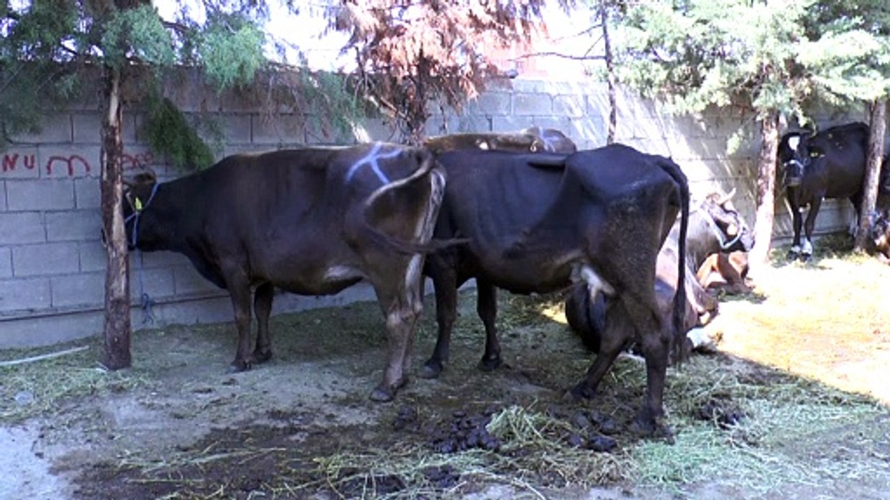 Türk kurumlarından Kuzey Makedonya’da kurban kesimi - ÜSKÜP