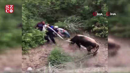 Amasya'da kaçan kurbanlıklar vatandaşa alanı dar etti