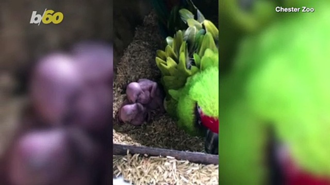Too Cute! Recently Hatched Endangered Macaws Make Their Debut