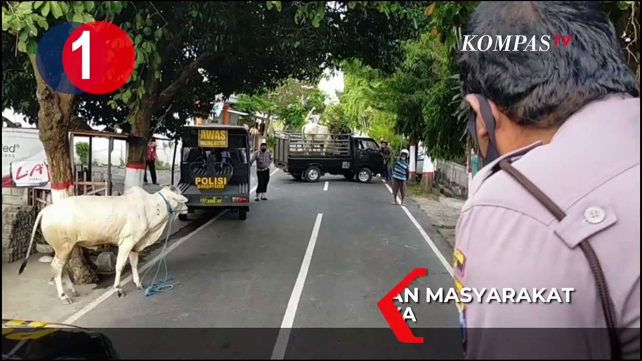 TOP 3: Sapi Kurban Mengamuk, Pasien Covid-19 Diduga Bunuh Diri, Pelarian Djoko Tjandra Berakhir.