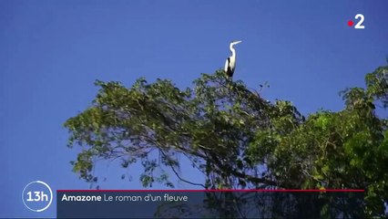 L’Amazone : L’un des plus grands écosystèmes de la planète