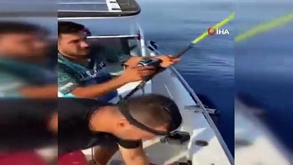 Amatör balıkçıların oltasına takılan köpek balığı ağzındaki kanca çıkartılarak serbest bırakıldı