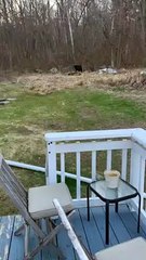 Smell of Steak Brings Bear From the Woods