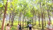 Erste Kohlenstoff-Farm: Kann der Smaragdbaum das Klima retten?