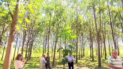 Árvores híbridas ameaçam poluição e prometem madeira rentável