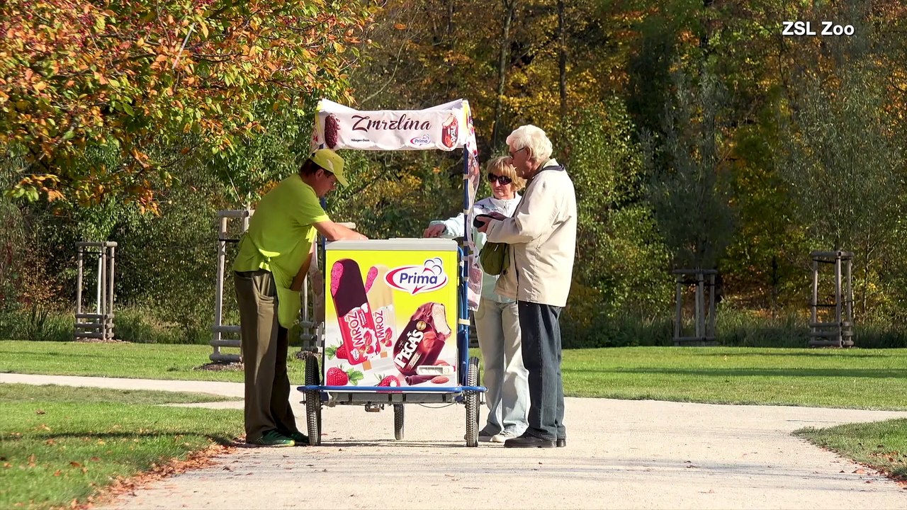 Monkeys & Gorillas at London Zoo Cool Off with Tasty Treats!
