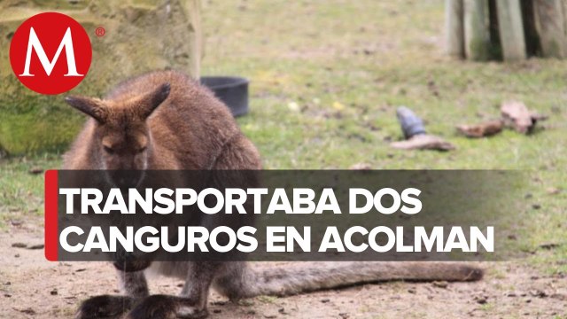 Detienen a funcionario en posesión de dos canguros en Edomex