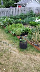 Potager Sainte-Catherine - Gracieuseté Dominique Roy