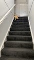 Cat Slides to go Downstairs Without Putting in any Efforts