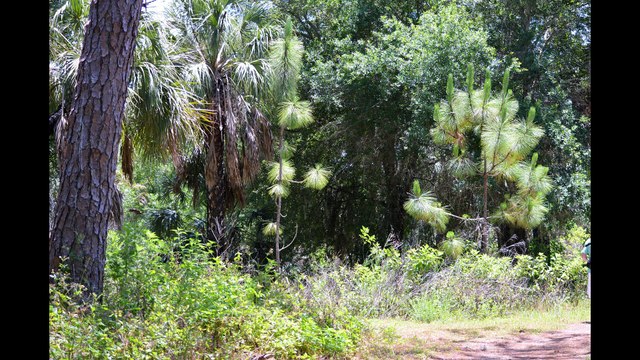 Florida Here We Come Series 3 St Petersburg Florida Boyd Hill Nature Preserve
