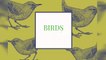 Birds; Humming birds; Kookaburra birds; Woodpecker birds; Green sparrow