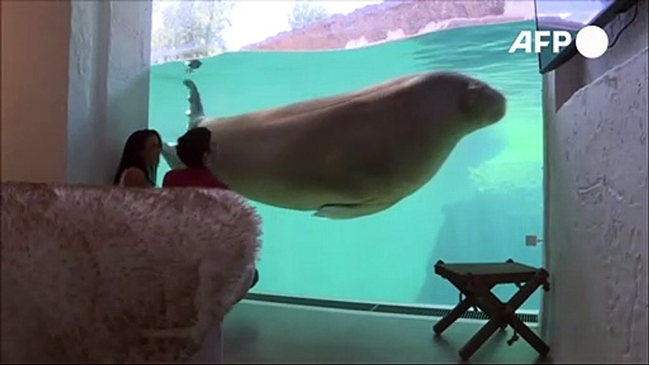 Walrosse als zimmernachbarn