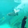 Il plonge dans un aquarium pour nager avec les poissons au zoo de Sydney