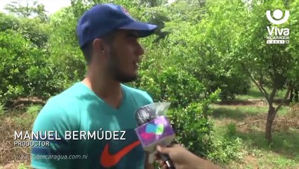Productores desarrollan una agricultura sostenible en San Rafael del Sur