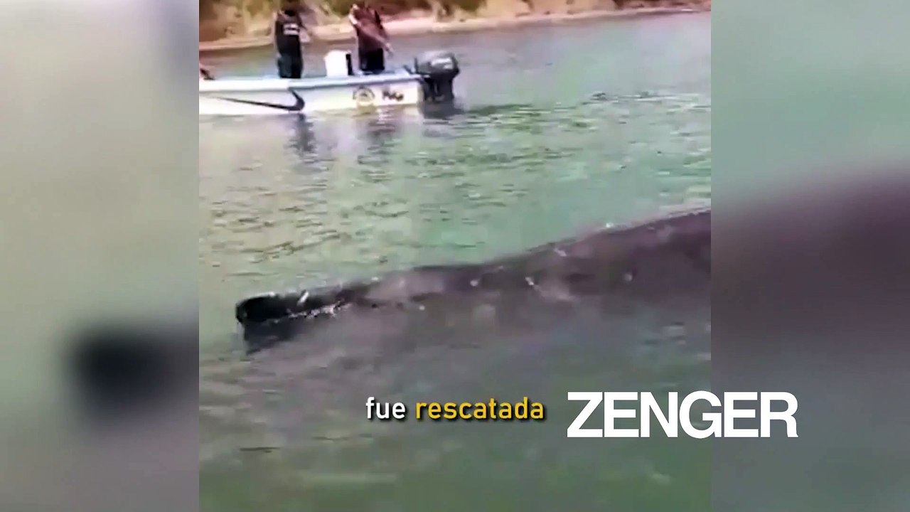 Trapped humpback whale saved from fishing nets