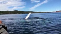 Humpback whale waving hello in Canada