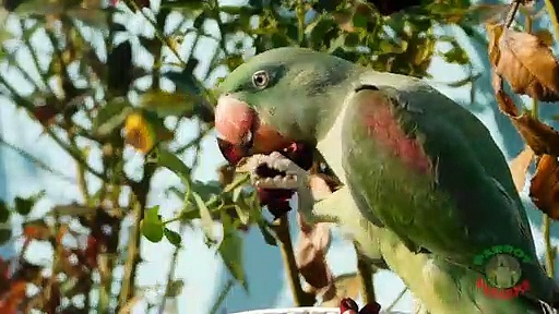 Parrot Outdoor Adventures