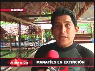 Manatíes en extinción: nobles criaturas luchan por sobrevivir en Iquitos