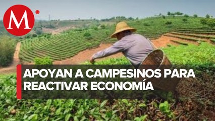Apoyan a más de 146 mil productores en Puebla para reactivación económica