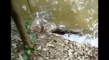 SHOCKING Video Of Alligator That Tucks Into An Electric Eel  - Alligator Bites Electric Eel