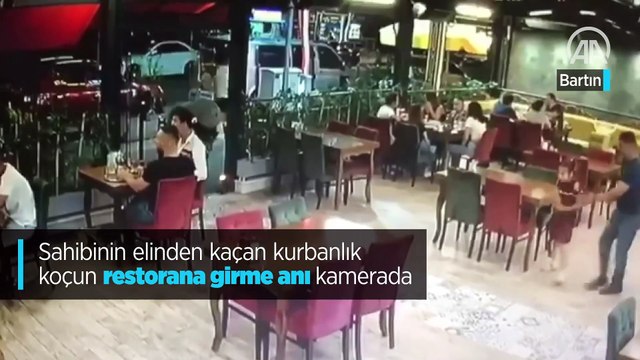 Sahibinin elinden kaçan kurbanlık koçun restorana girme anı kamerada