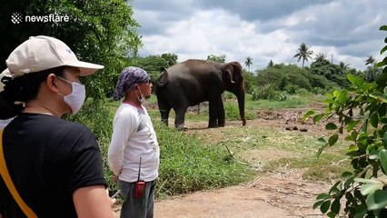 Elephants rescued by Thai sanctuary during COVID-19 pandemic
