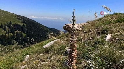 Dağlar onlara emanet