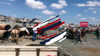 Boğa ortalığı karıştırdı! Vatandaşlara saldırdı, sahibini sürükledi...