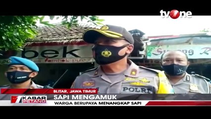 Sapi Berukuran Besar di Surabaya Ngamuk