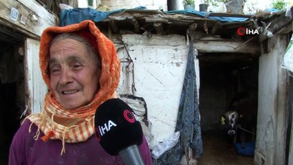 Sabiha Teyze inekleri ile mutlu bir bayram geçiriyor