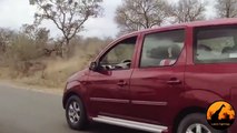 Kudu Jumps, Over A Car To ,Escape From A Lion, - 16 September 2013, - Latest Sightings