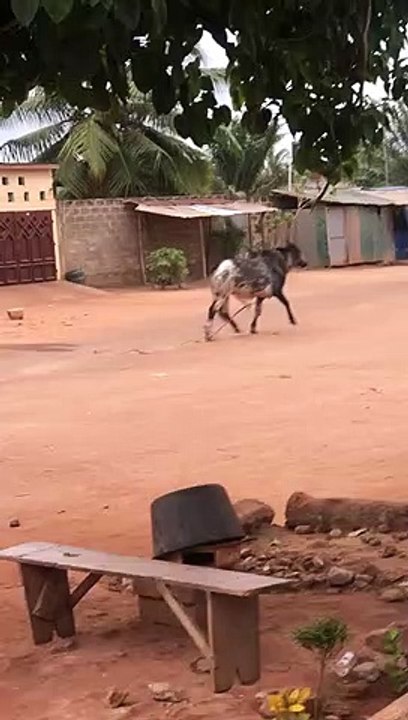 À Lomé, un boeuf a voulu échapper à son destin de la Tabaski