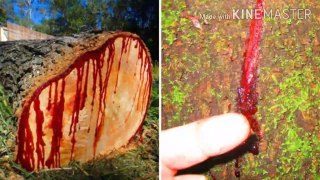 {HINDI}SEE THIS BLOOD TREE.MOST AMAZING TREES IN WORLD.MOST UNIQUE TREES IN WORLD.