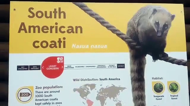 South American coati