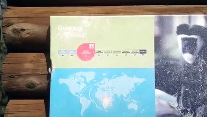 Guereza at Twycross Zoo