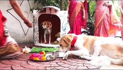 इंदौर में स्ट्रीट डॉग्स को महिलाओ ने बांधी राखी, बताया रक्षक