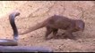 King Cobra Big Battle In The Desert Mongoose and the unexpected - Most Amazing Attack of Animals
