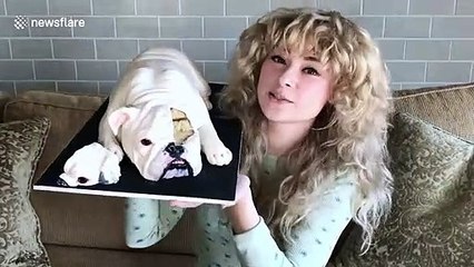Baker creates hyperrealistic English Bulldog CAKE