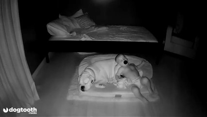 El bebé al que pillan 'in fraganti' huyendo de la cama para dormir acurrucado junto a su perro