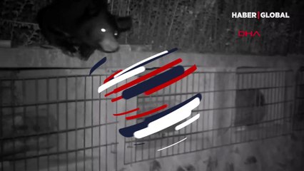 Acıkan ayı kovanlara böyle dadandı