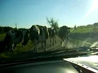 ma caisse prise dans un troupeau de vaches!