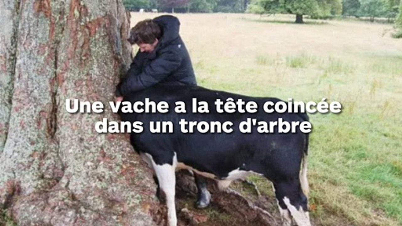 Une vache se coince la tête dans un arbre