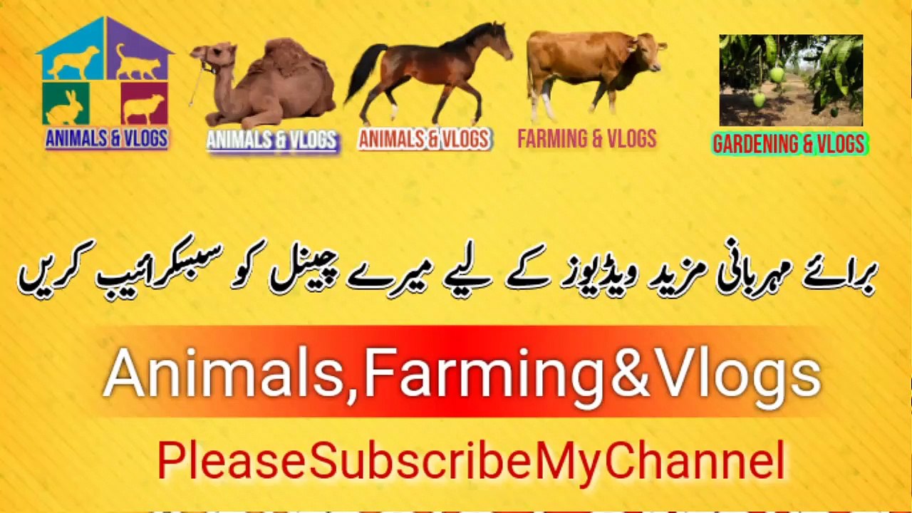 Organic Fertilizer For Plants in The Garden